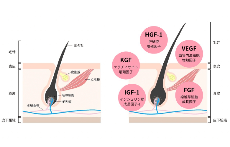 成長因子の作用画像